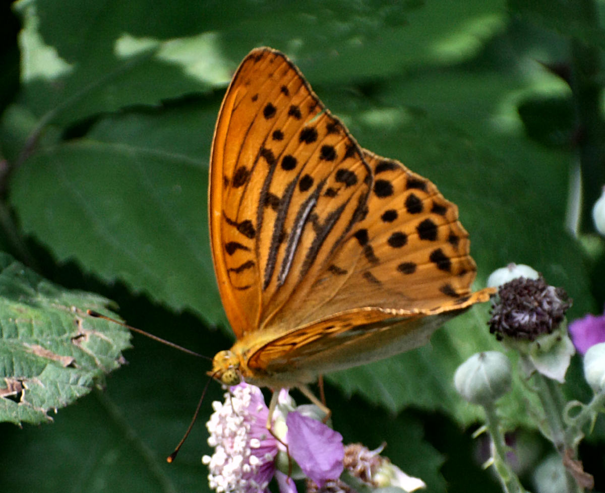 farfalla da identificare